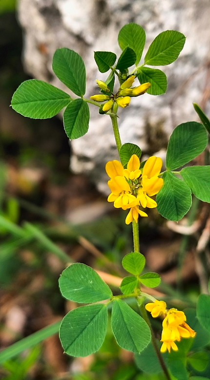 Medicago pironae
